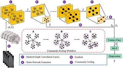 A Hierarchical Graph Learning Model for Brain Network Regression Analysis